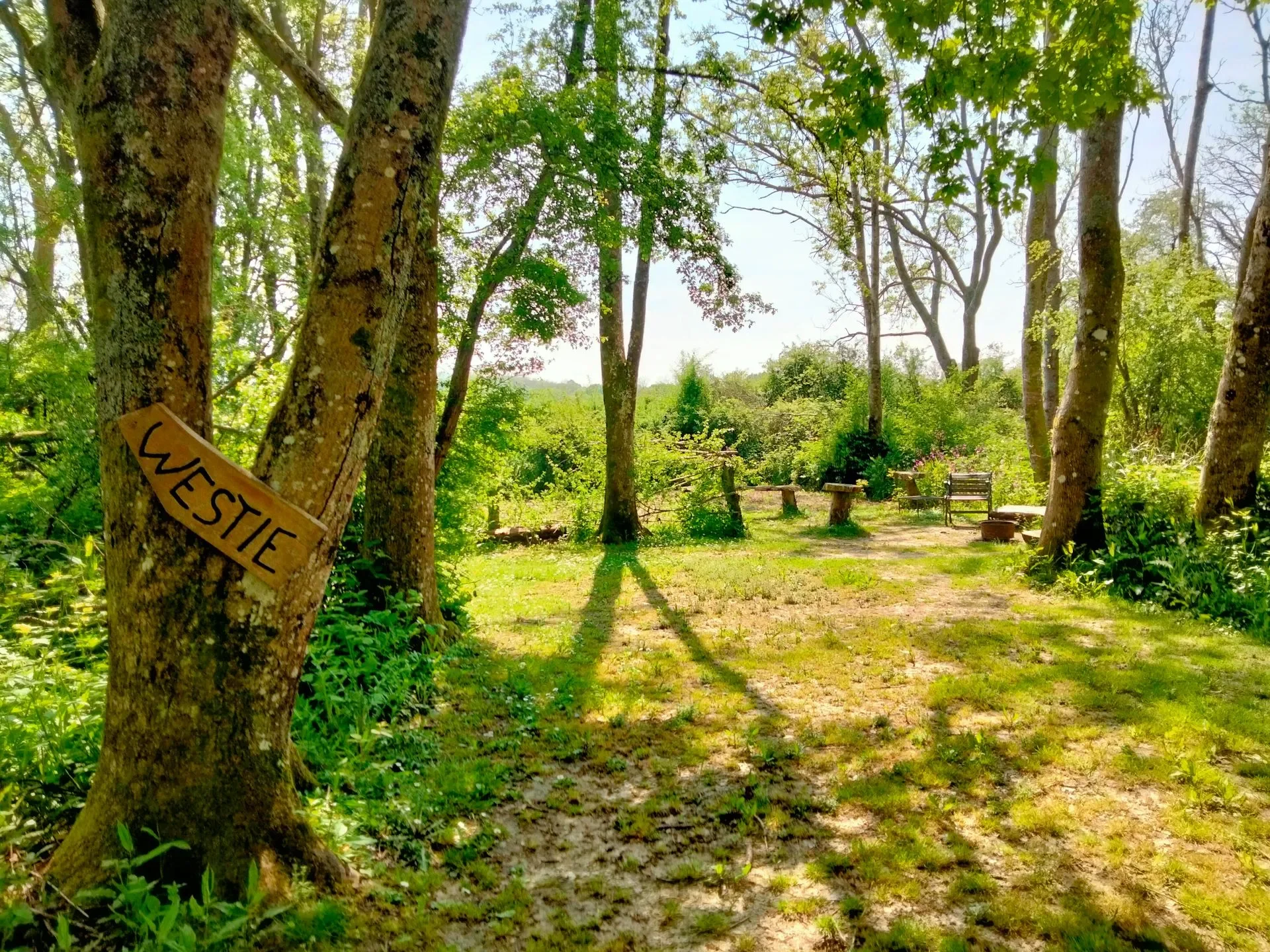 Woodland Camping Pitch